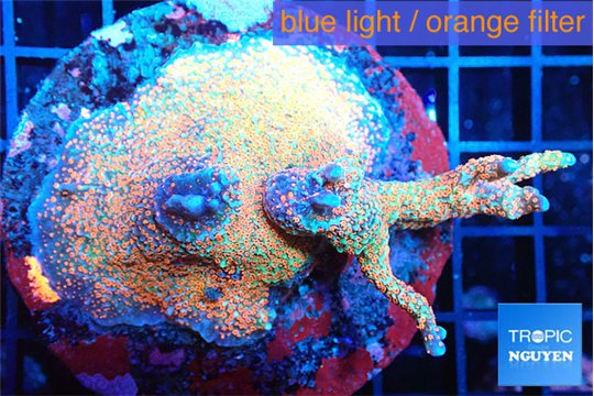 Montipora red fire forest 4-6 cm WYSIWYG acclimaté