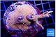 Montipora red fire forest 4-6 cm WYSIWYG acclimaté