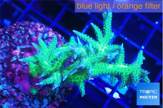 Seriatopora hystrix golden 4-5 cm WYSIWYG acclimaté