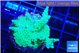 Acropora green & purple tip 3-4 cm WYSIWYG acclimaté