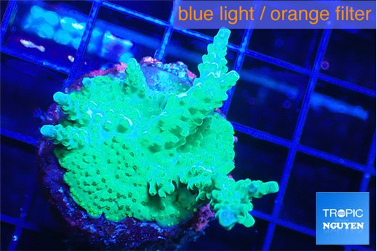 Acropora green & purple tip 3-4 cm WYSIWYG acclimaté