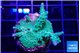 Acropora green & purple tip 3-4 cm WYSIWYG acclimaté