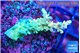 Acropora sunset 2-4 cm WYSIWYG acclimaté