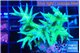 Seriatopora hystrix golden 4-5 cm WYSIWYG acclimaté