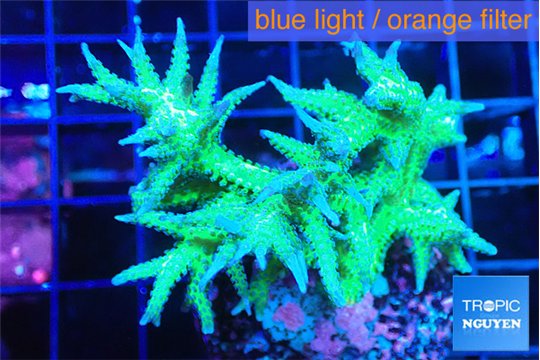 Seriatopora hystrix golden 4-5 cm WYSIWYG acclimaté