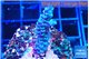 Acropora tenuis purple blue 2-3 cm WYSIWYG acclimaté