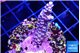Acropora tenuis purple blue 2-3 cm WYSIWYG acclimaté