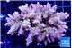 Acropora Walt Disney 7-11 cm WYSIWYG acclimaté