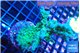 Acropora green blue 4-7 cm WYSIWYG acclimaté