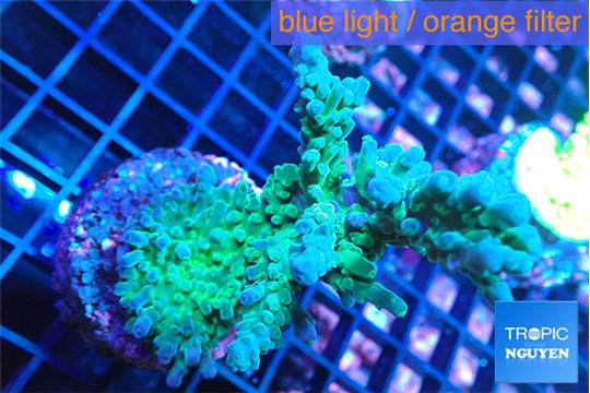 Acropora green blue 4-7 cm WYSIWYG acclimaté