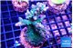 Acropora green blue 4-7 cm WYSIWYG acclimaté