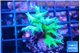 Seriatopora hystrix golden 3-4 cm WYSIWYG acclimaté