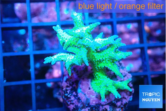 Seriatopora hystrix golden 3-4 cm WYSIWYG acclimaté