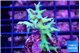 Seriatopora hystrix golden 3-4 cm WYSIWYG acclimaté