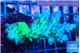 Acropora green blue 4-7 cm WYSIWYG acclimaté