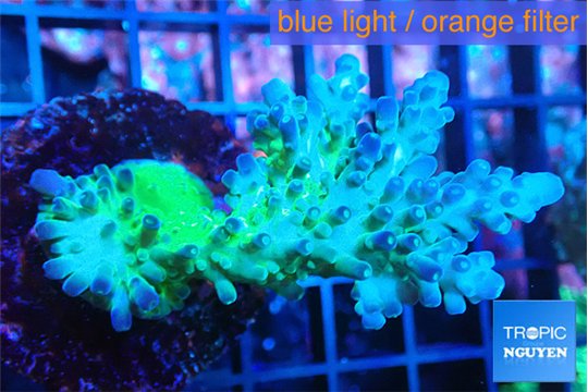 Acropora green blue 4-7 cm WYSIWYG acclimaté