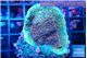 Montipora purple cap 2-3 cm WYSIWYG acclimaté