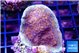 Montipora purple cap 2-3 cm WYSIWYG acclimaté
