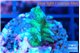 Seriatopora hystrix golden 2-3 cm WYSIWYG acclimaté