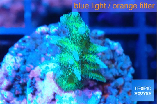 Seriatopora hystrix golden 2-3 cm WYSIWYG acclimaté