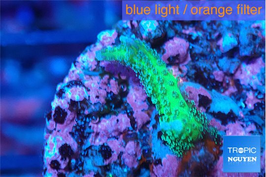 Seriatopora hystrix golden 1-2 cm WYSIWYG acclimaté