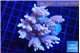 Acropora microclados pink 7-10 cm WYSIWYG acclimaté