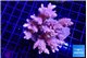 Acropora microclados pink 7-10 cm WYSIWYG acclimaté