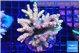 Acropora mango 7-11 cm WYSIWYG acclimaté