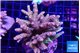 Acropora mango 7-11 cm WYSIWYG acclimaté