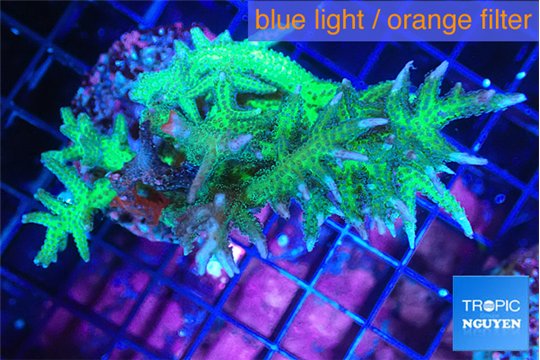 Seriatopora hystrix golden 4-5 cm WYSIWYG acclimaté