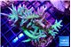 Seriatopora hystrix golden 4-5 cm WYSIWYG acclimaté