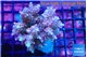 Acropora microclados pink 7-10 cm WYSIWYG acclimaté