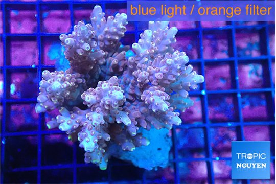 Acropora microclados pink 7-10 cm WYSIWYG acclimaté
