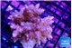 Acropora microclados pink 7-10 cm WYSIWYG acclimaté