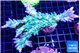 Acropora green ice 9-14 cm WYSIWYG acclimaté