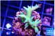 Seriatopora hystrix golden 2-4 cm WYSIWYG acclimaté