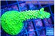 Acropora full neon green 3-4 cm WYSIWYG acclimaté
