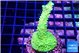 Acropora full neon green 3-4 cm WYSIWYG acclimaté