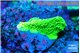 Montipora green cap 2-3 cm WYSIWYG acclimaté