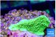 Montipora green cap 2-3 cm WYSIWYG acclimaté
