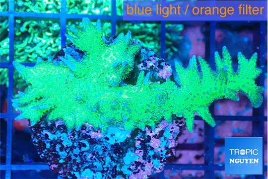 Seriatopora hystrix golden 4-5 cm WYSIWYG acclimaté