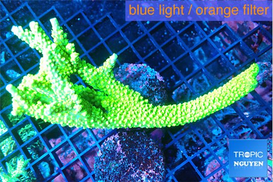 Acropora full neon green frag 16-22 cm WYSIWYG acclimaté