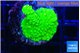 Acropora full neon green 2-3 cm WYSIWYG acclimaté