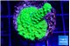 Acropora full neon green 2-3 cm WYSIWYG acclimaté