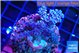 Acropora tenuis blue purple 2-4 cm WYSIWYG acclimaté