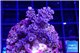 Acropora tenuis blue purple 2-4 cm WYSIWYG acclimaté