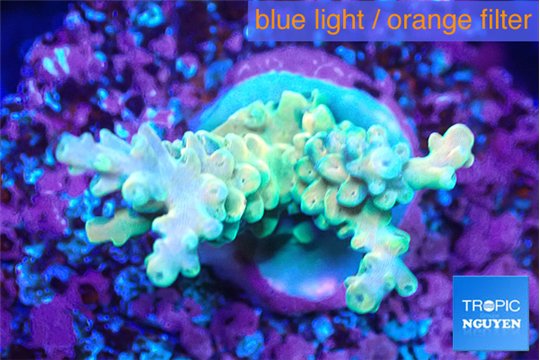 Acropora sunset 2-4 cm WYSIWYG acclimaté