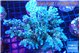 Acropora Walt Disney 7-11 cm WYSIWYG acclimaté