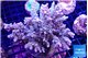 Acropora Walt Disney 7-11 cm WYSIWYG acclimaté