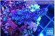 Acropora tenuis blue purple 2-4 cm WYSIWYG acclimaté